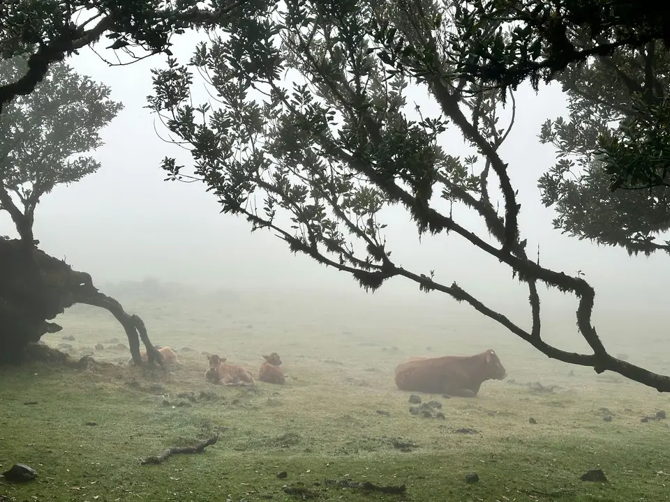 Madeira — 2